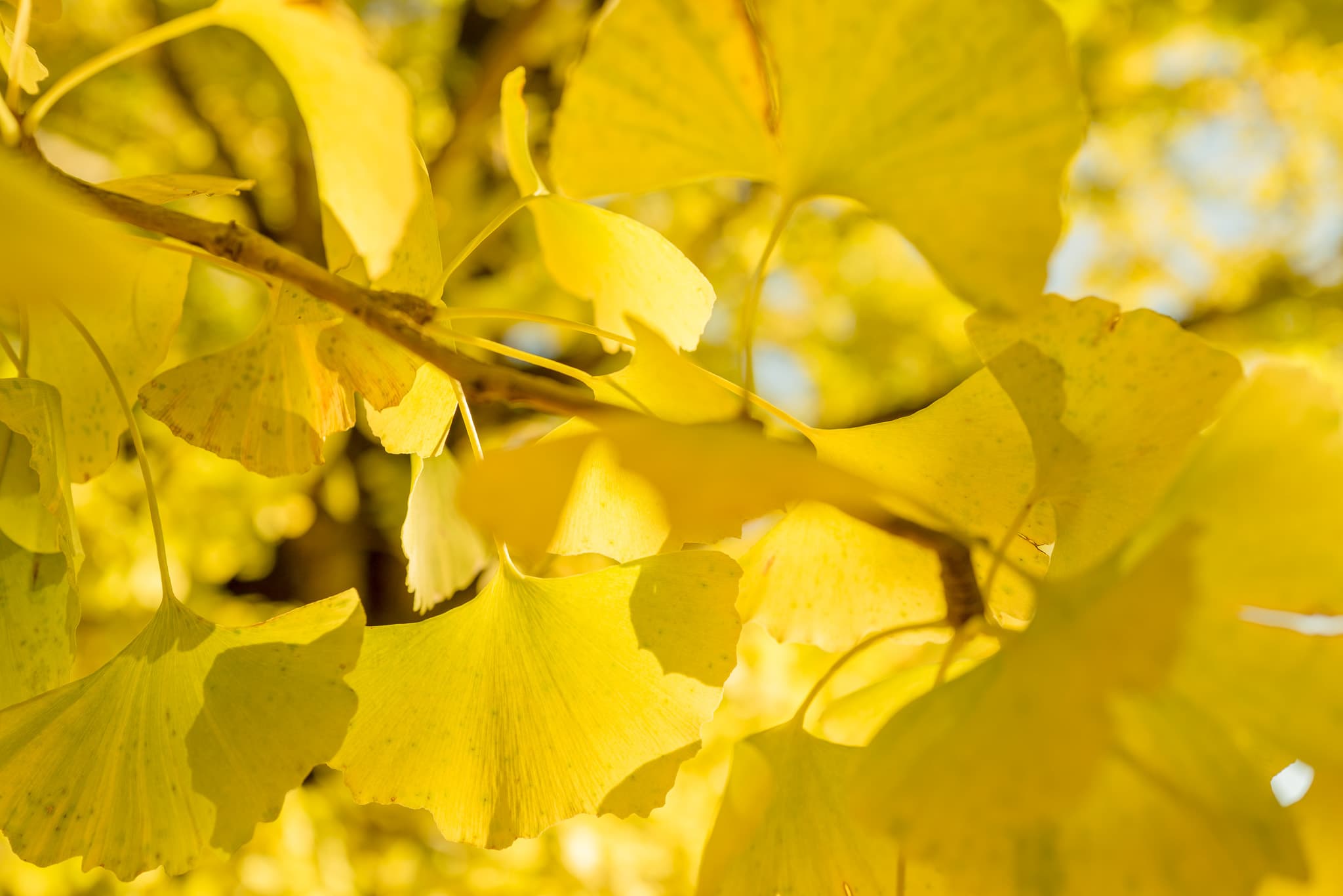 ginkgo_tree
